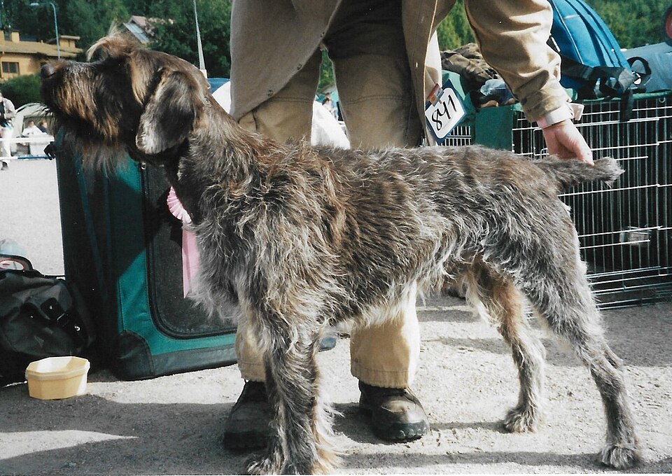 Griffon Korthals — photo de la race de chien originaire de France (2)