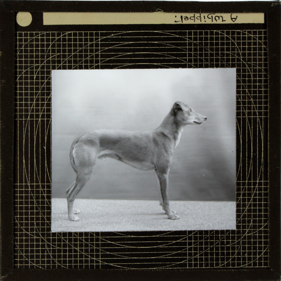 Whippet — photo de la race de chien originaire de Angleterre (2)