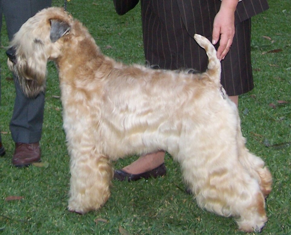 Terrier Irlandais à poil doux — photo de la race de chien originaire de Irlande (2)