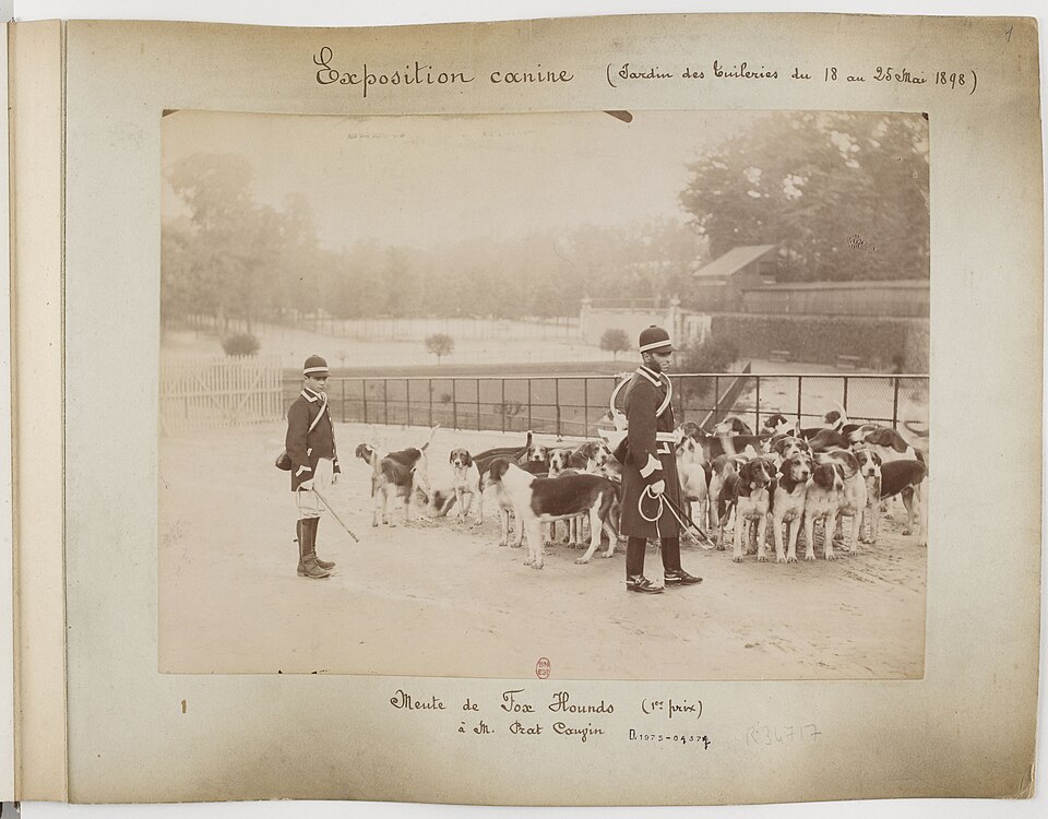 Foxhound anglais — photo de la race de chien originaire de Angleterre (2)
