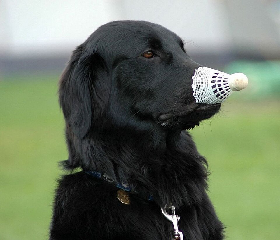 Flat-Coated Retriever — photo de la race de chien originaire de Royaume-Uni (2)