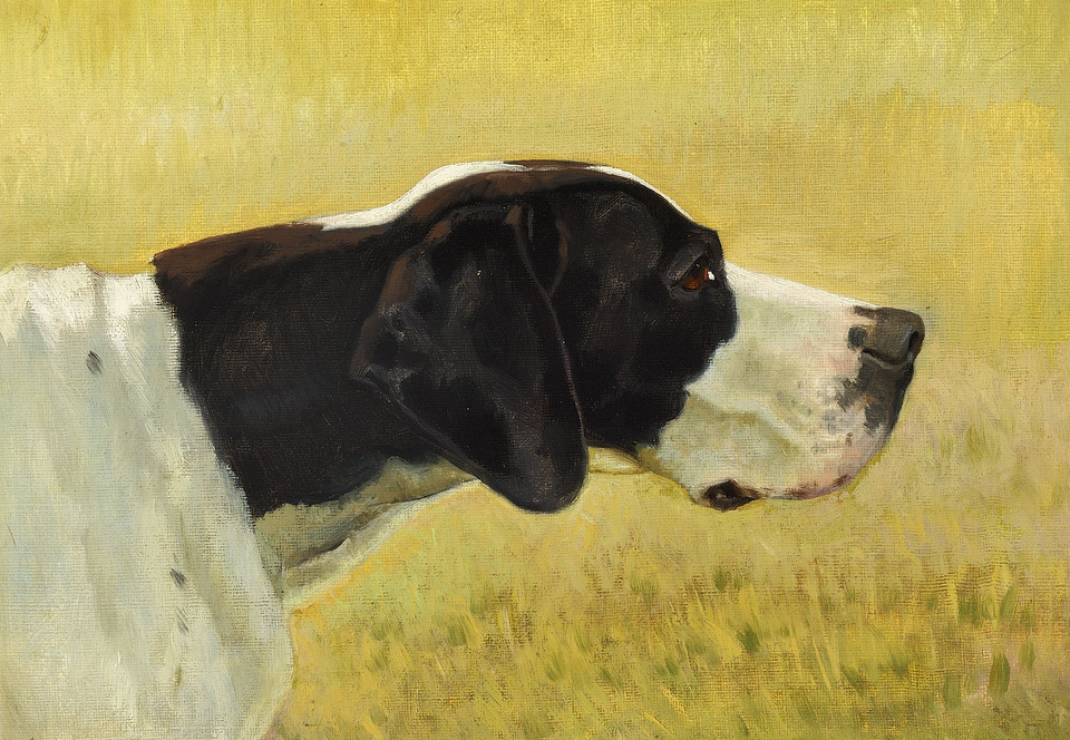 Pointer anglais — photo de la race de chien originaire de Angleterre (2)