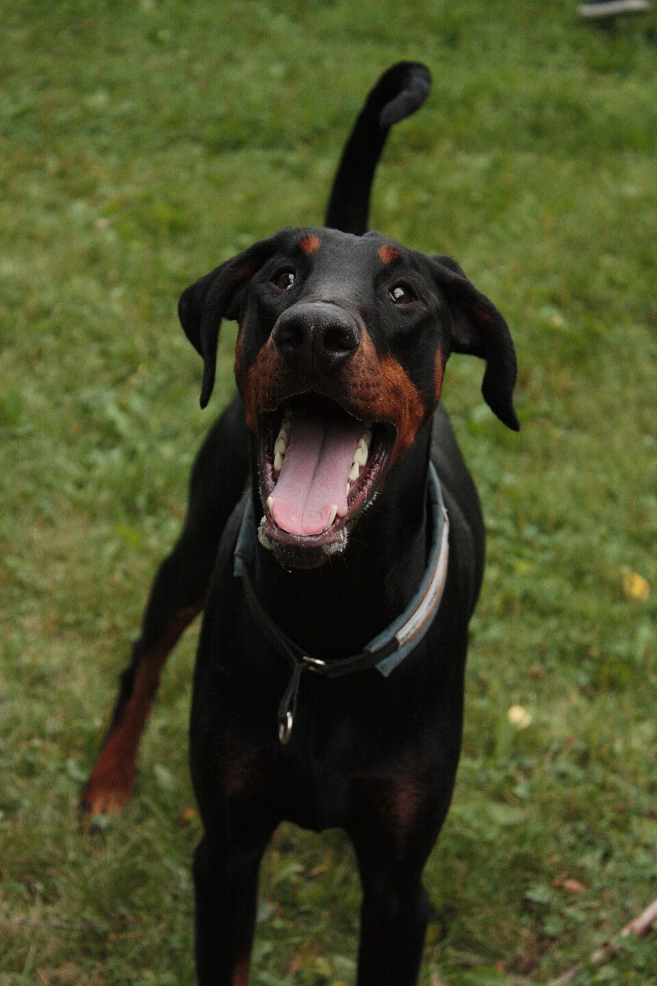 Dobermann — photo de la race de chien originaire de Allemagne (4)