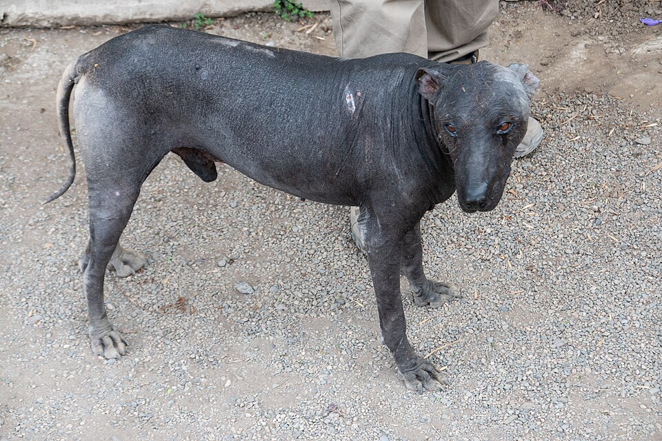 Chien nu du Pérou — photo de la race de chien originaire de Pérou (1)