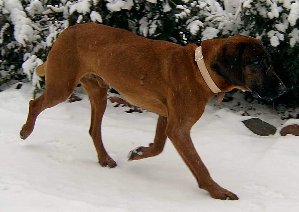 Chien rouge de Bavière — photo de la race de chien originaire de Allemagne (4)