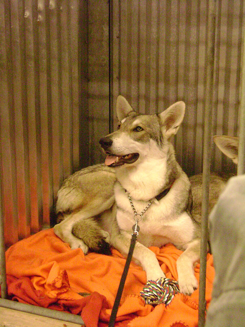 Chien-loup de Saarloos — photo de la race de chien originaire de Pays-Bas (3)