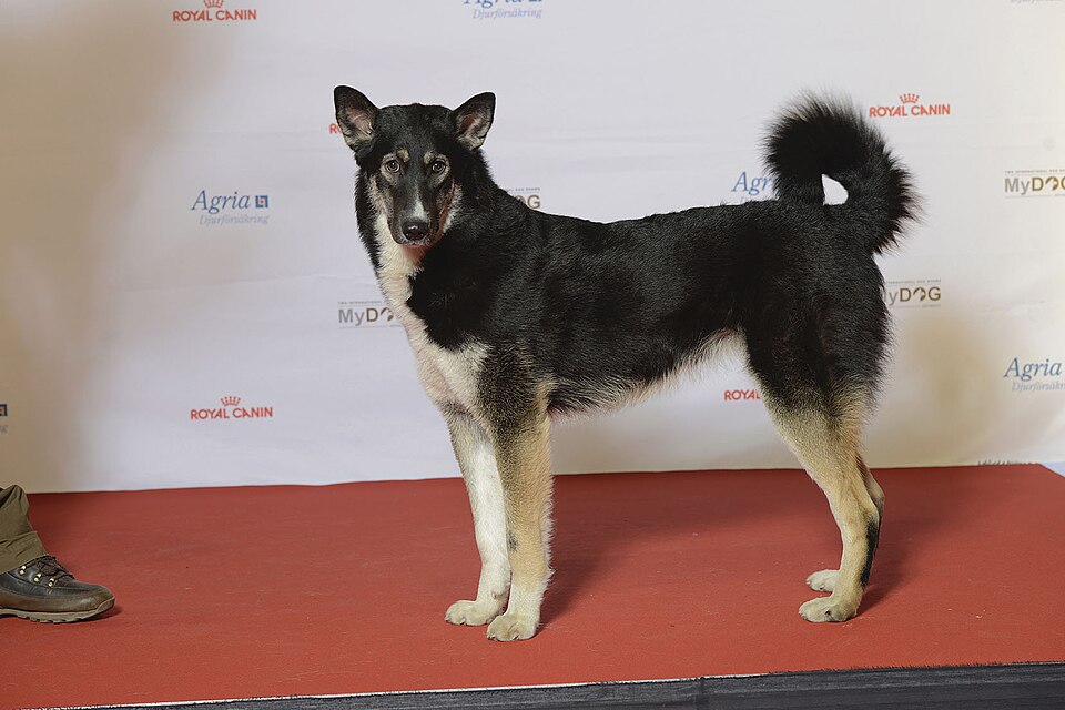 Laïka de Sibérie orientale — photo de la race de chien originaire de Russie (2)