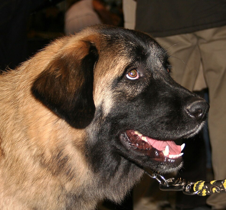 Chien de montagne portugais — photo de la race de chien originaire de Portugal (4)