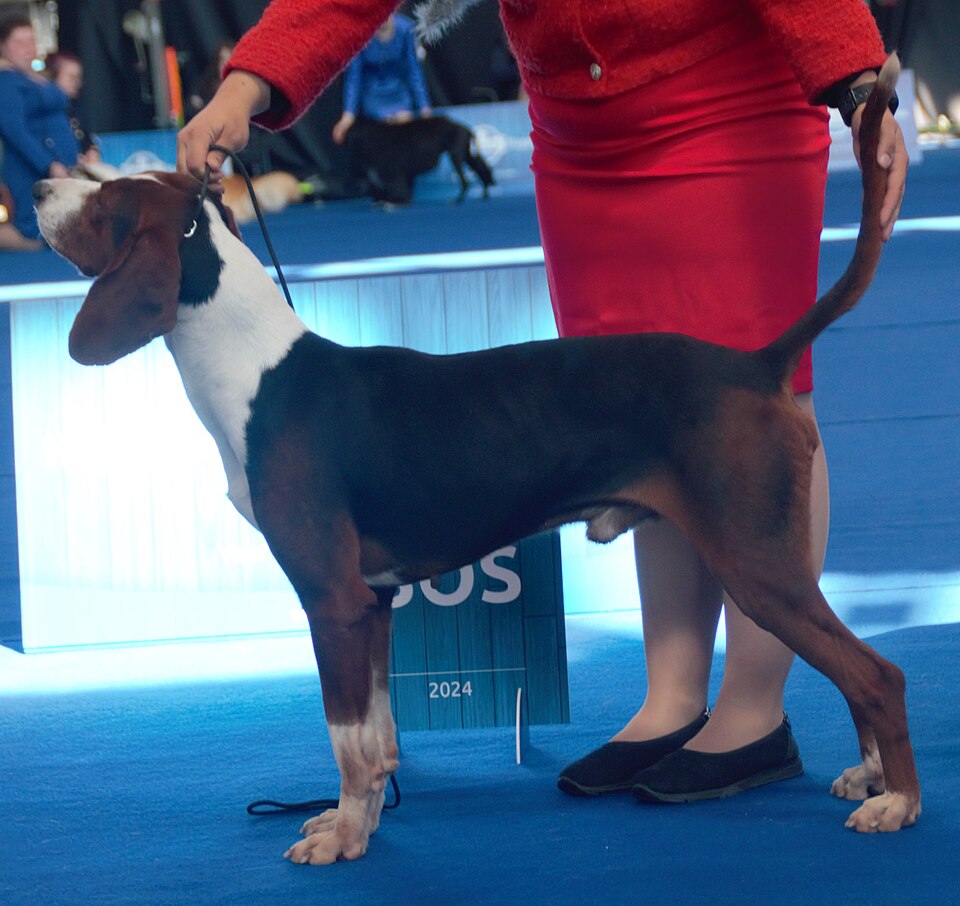 Chien courant yougoslave tricolore — photo de la race de chien originaire de Serbie (5)
