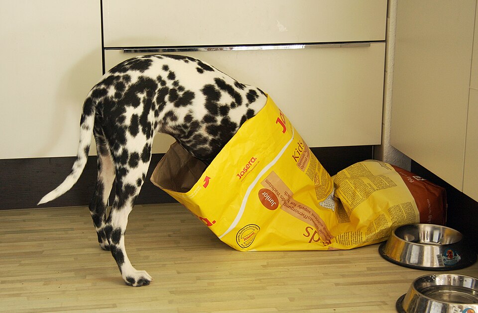 Dalmatien — photo de la race de chien originaire de Croatie (4)