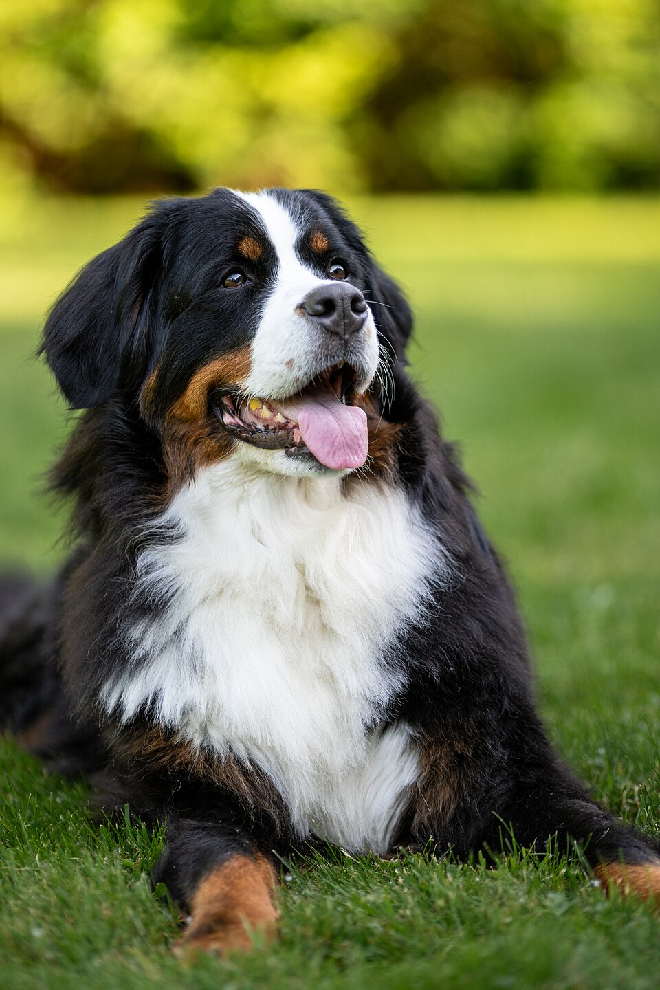 Bouvier bernois — photo de la race de chien originaire de Suisse (2)