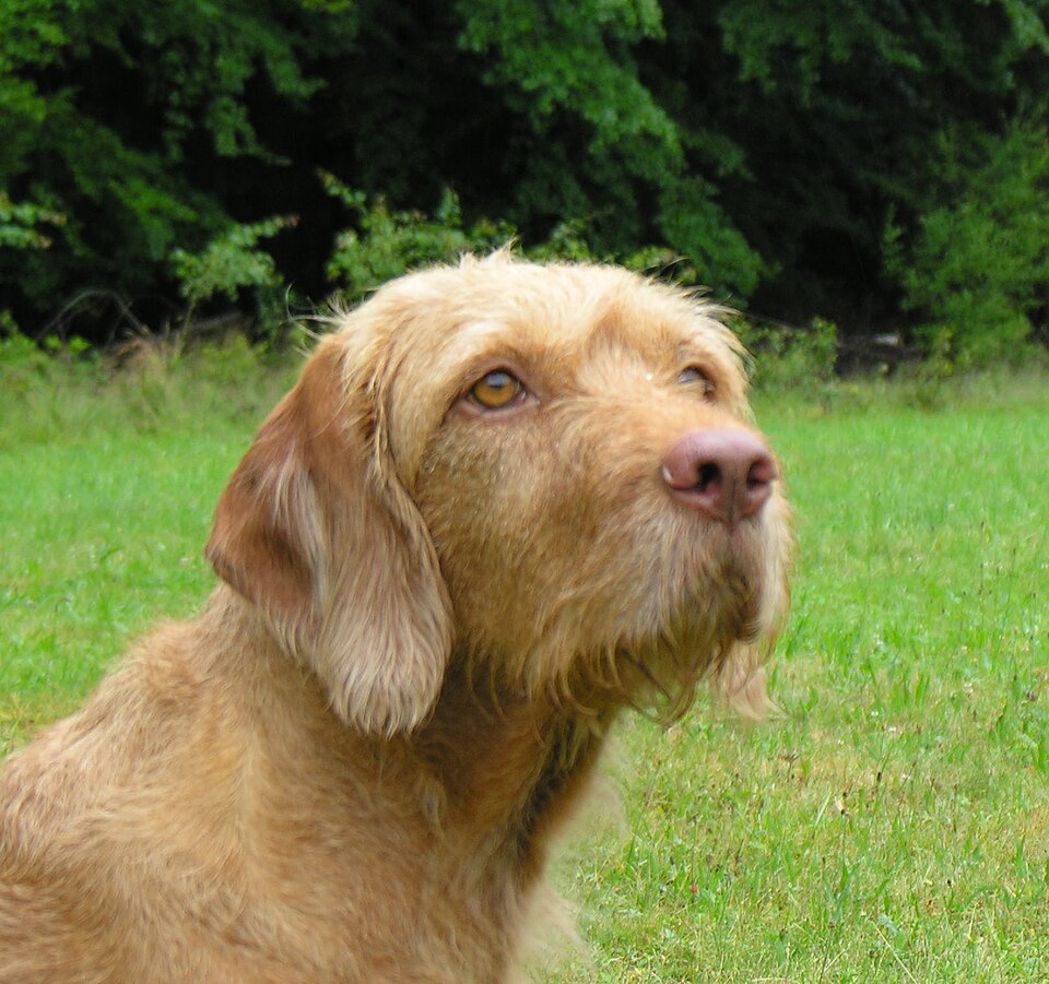 Braque hongrois à poil dur — photo de la race de chien originaire de Hongrie (2)