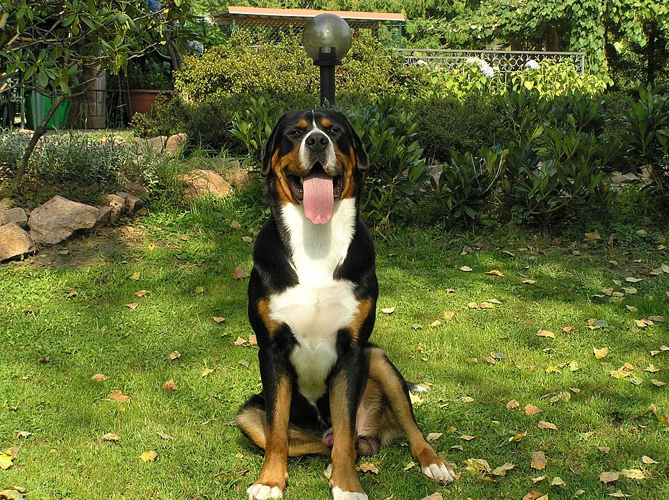 Grand bouvier suisse — photo de la race de chien originaire de Suisse (6)