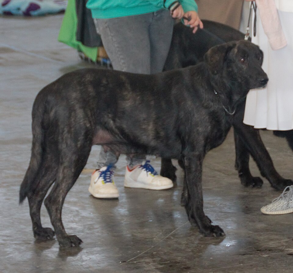 Chien de Castro Laboreiro — photo de la race de chien originaire de Portugal (6)