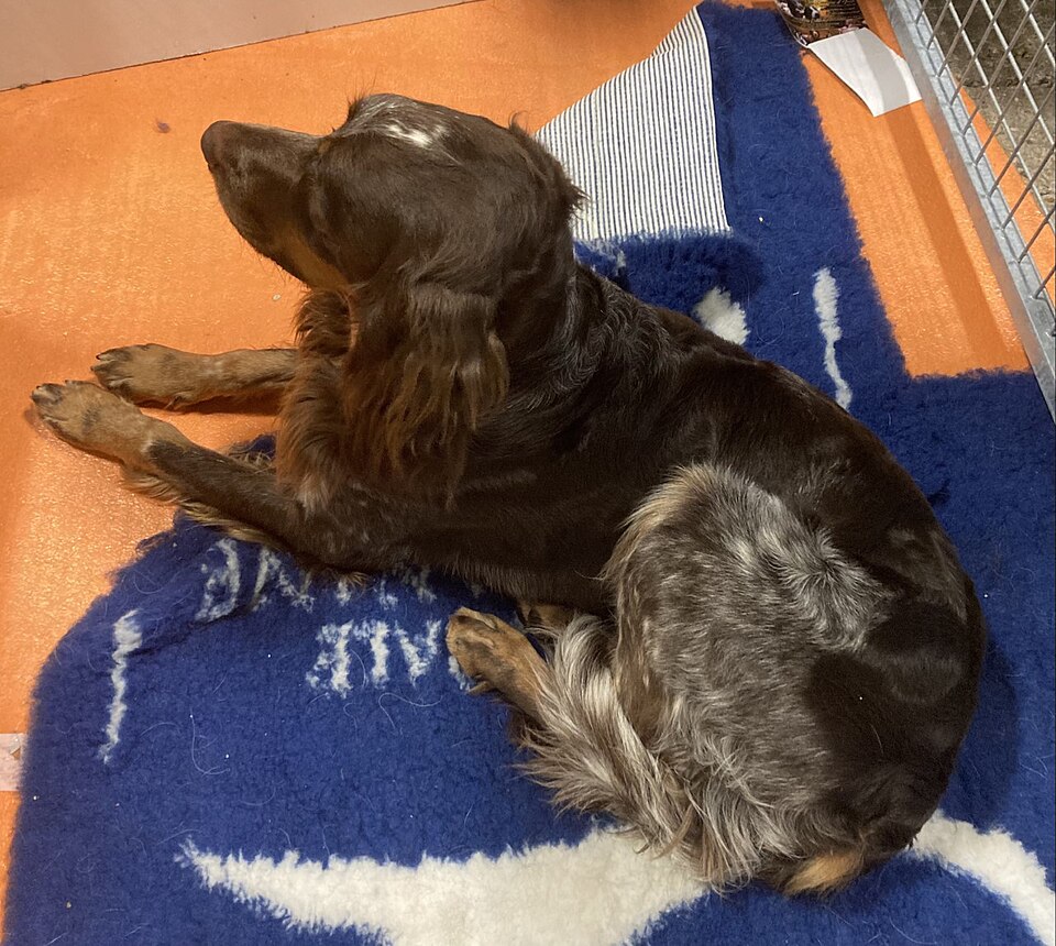Epagneul picard — photo de la race de chien originaire de France (3)