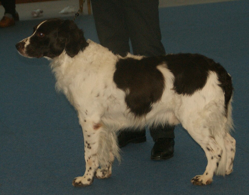 Epagneul à perdrix de Drente — photo de la race de chien originaire de Pays-Bas (4)
