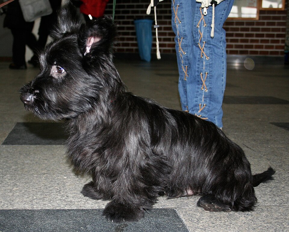 Skye Terrier — photo de la race de chien originaire de Écosse (4)