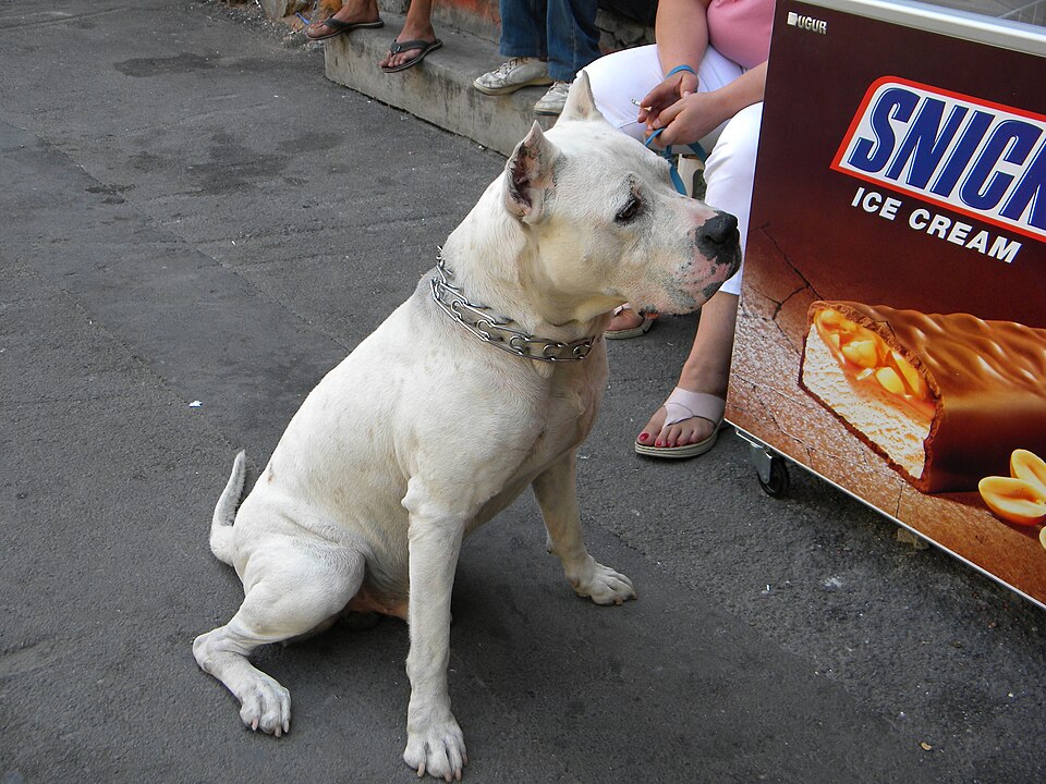 Dogue argentin — photo de la race de chien originaire de Argentine (6)
