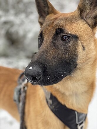 Berger belge Malinois