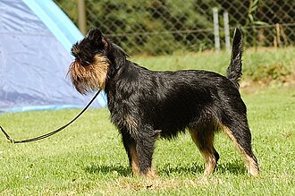 Griffon belge