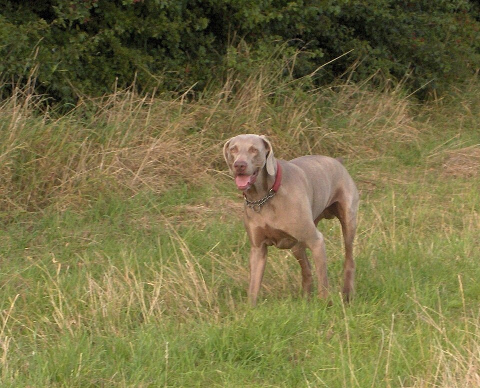 Braque de Weimar — photo de la race de chien originaire de Allemagne (5)