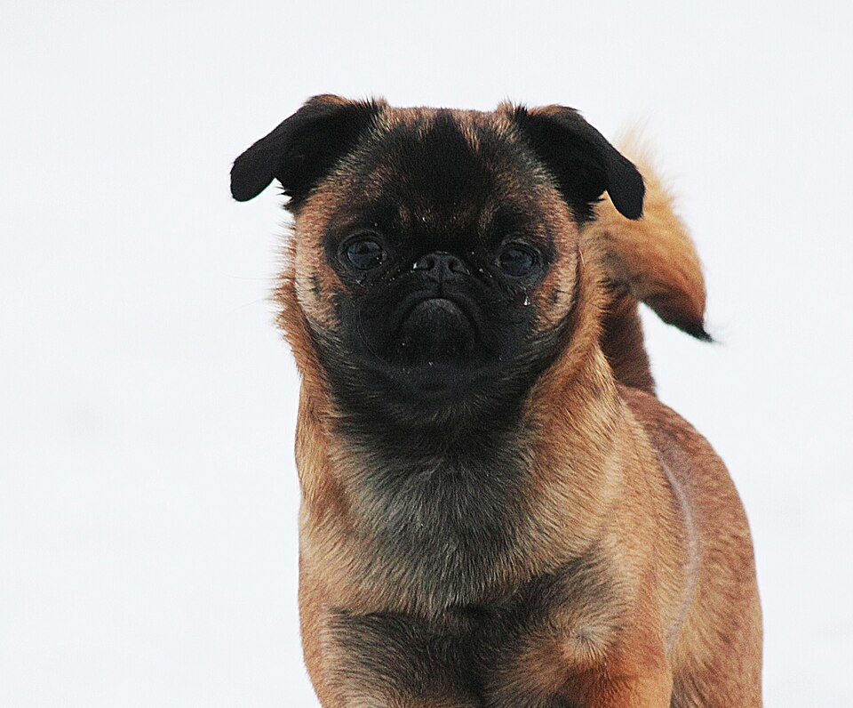 Petit brabançon — photo de la race de chien originaire de Belgique (2)