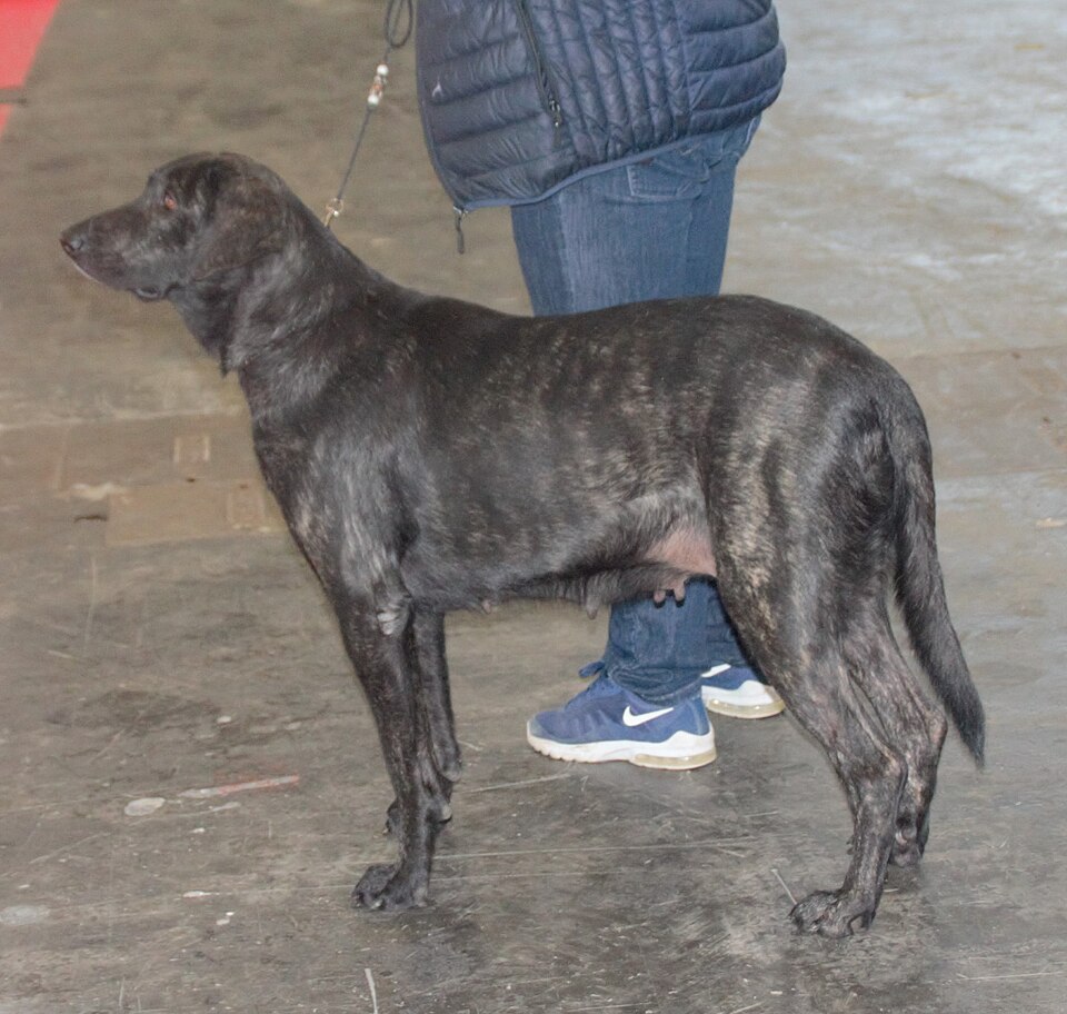 Chien de Castro Laboreiro — photo de la race de chien originaire de Portugal (3)