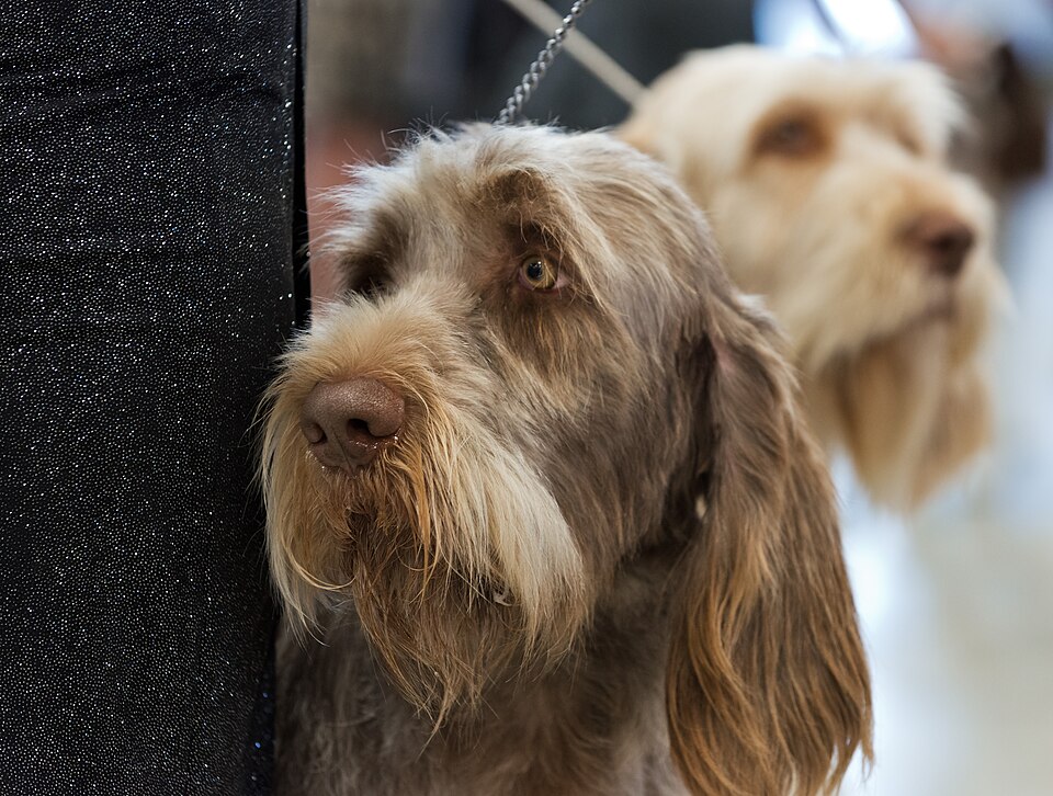 Spinone — photo de la race de chien originaire de Italie (6)