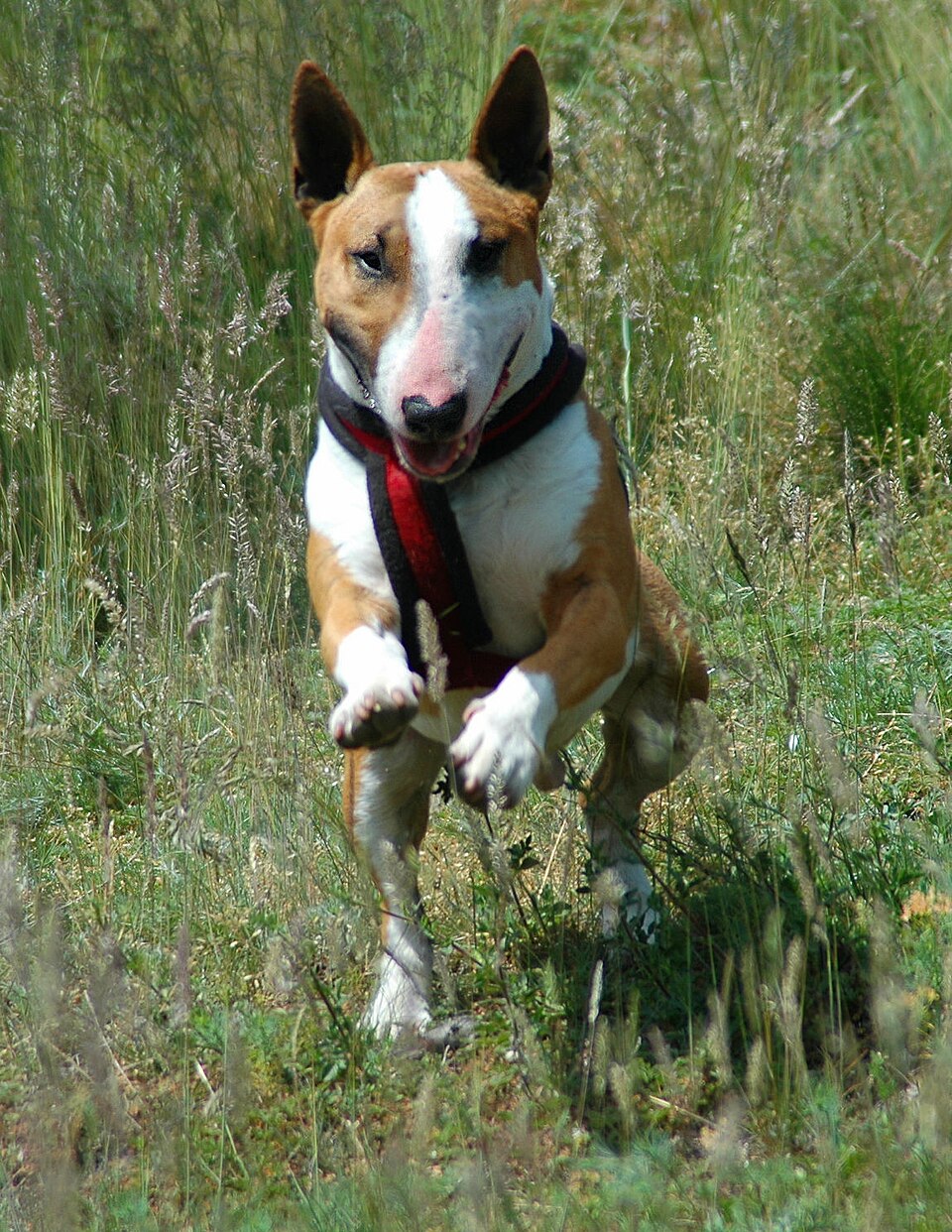 Bull terrier — photo de la race de chien originaire de Angleterre (3)