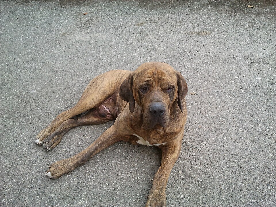 Fila Brasileiro — photo de la race de chien originaire de Brésil (3)