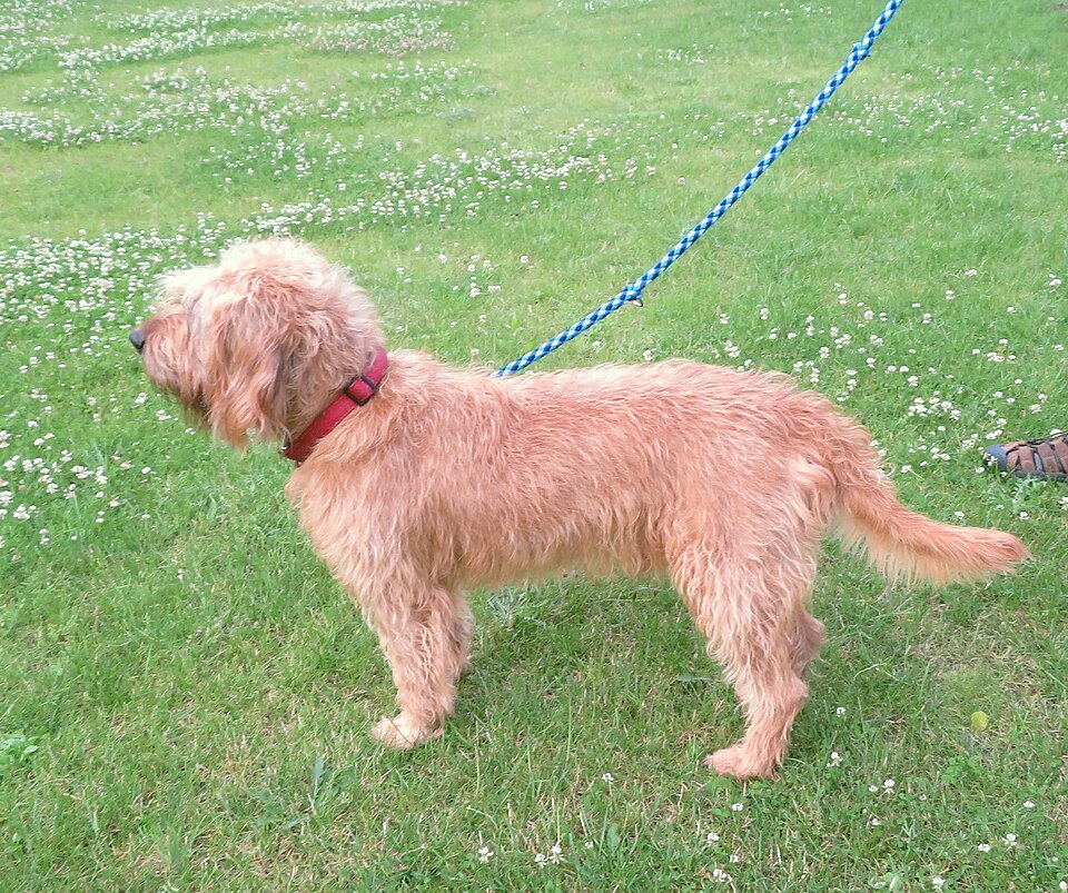 Brachet de Styrie à poil dur — photo de la race de chien originaire de Autriche (5)