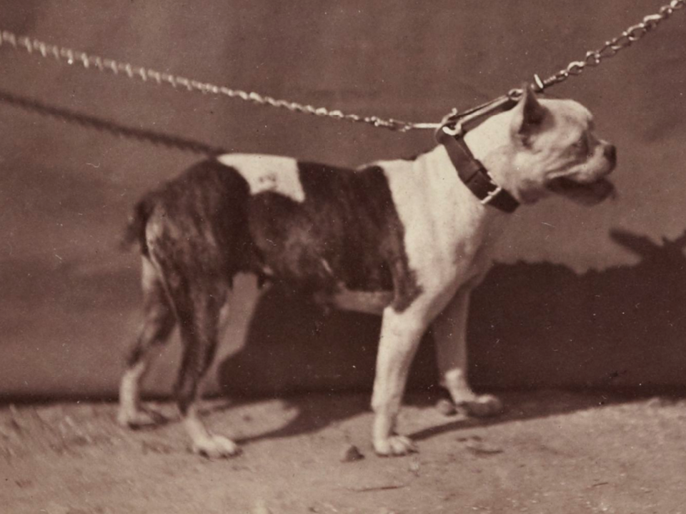 Old english Bulldog — photo de la race de chien originaire de Royaume-Uni (1)