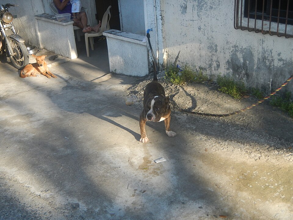 American Bully — photo de la race de chien originaire de États-Unis (4)