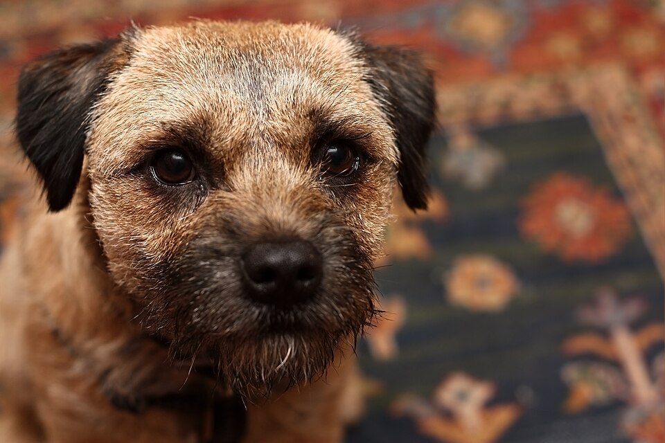 Border terrier — photo de la race de chien originaire de Royaume-Uni (2)