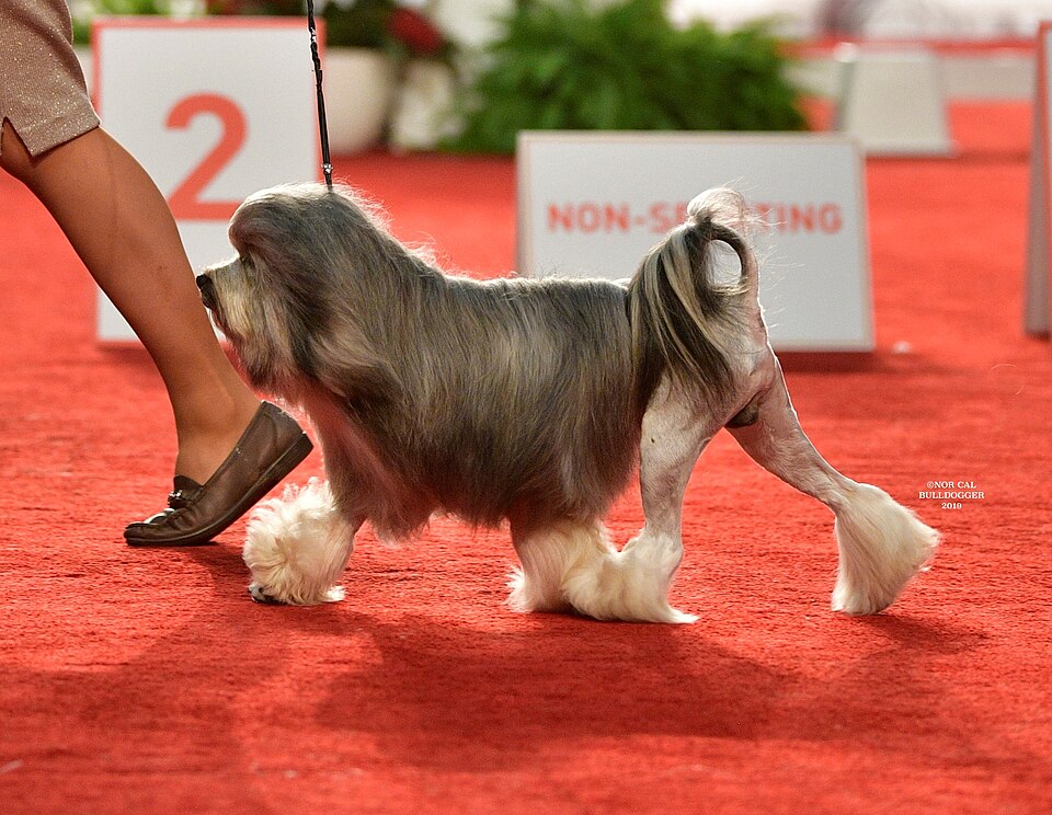 Petit chien lion — photo de la race de chien originaire de Europe (3)