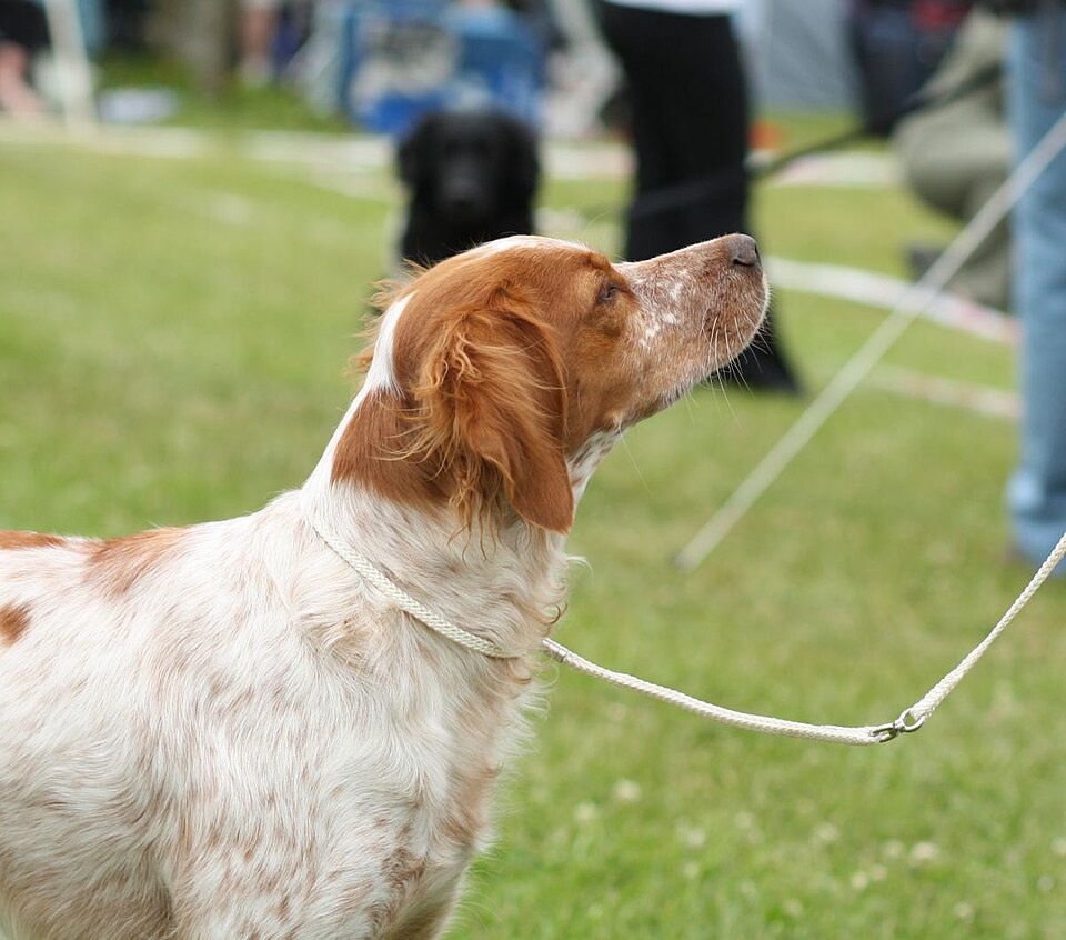 Epagneul breton — photo de la race de chien originaire de Bretagne (4)