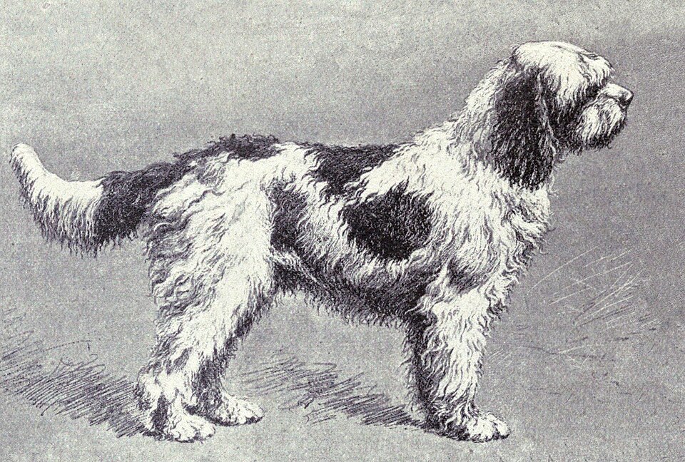 Barbet — photo de la race de chien originaire de France (6)