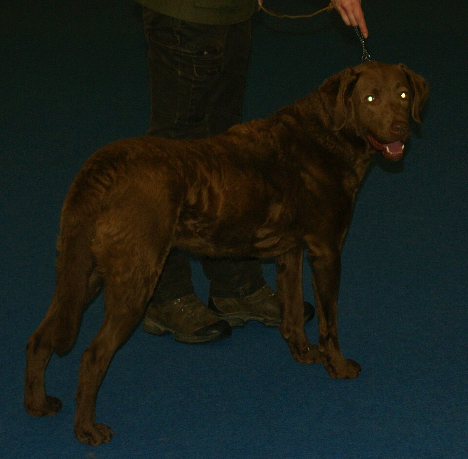Chesapeake Bay Retriever — photo de la race de chien originaire de États-Unis (5)