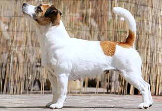Jack Russel