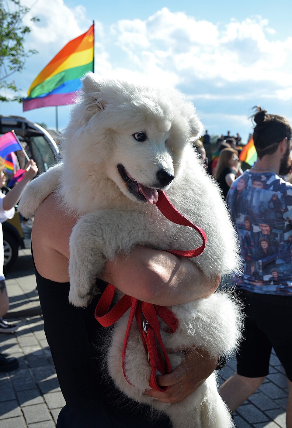 Samoyède — photo de la race de chien originaire de Russie (1)