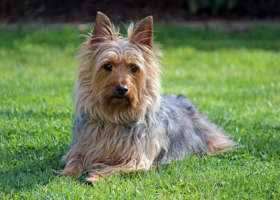 Silky Terrier — photo de la race de chien originaire de Australie (2)