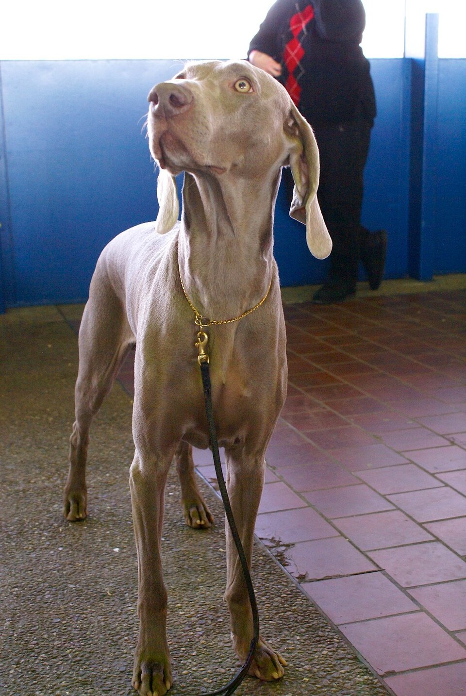 Braque de Weimar — photo de la race de chien originaire de Allemagne (3)