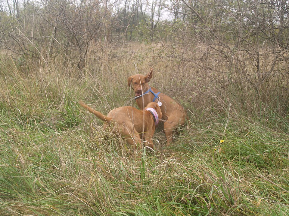 Braque hongrois à poil court — photo de la race de chien originaire de Hongrie (4)