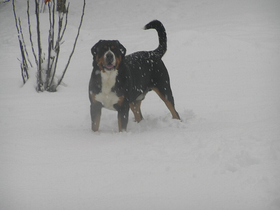 Grand bouvier suisse — photo de la race de chien originaire de Suisse (2)