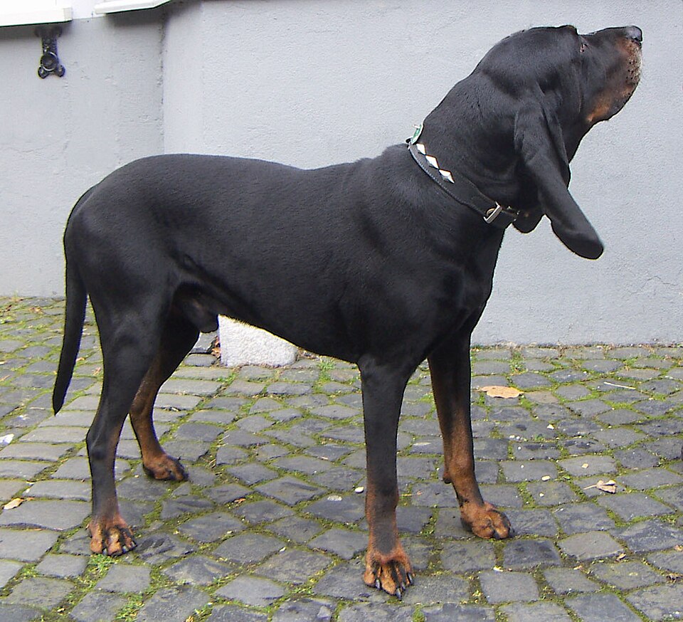 Black and tan coonhound — photo de la race de chien originaire de États-Unis (6)