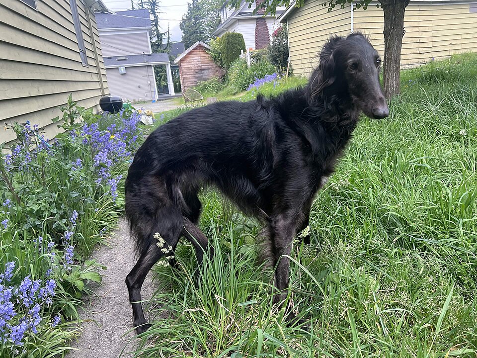 Billy — photo de la race de chien originaire de France (6)