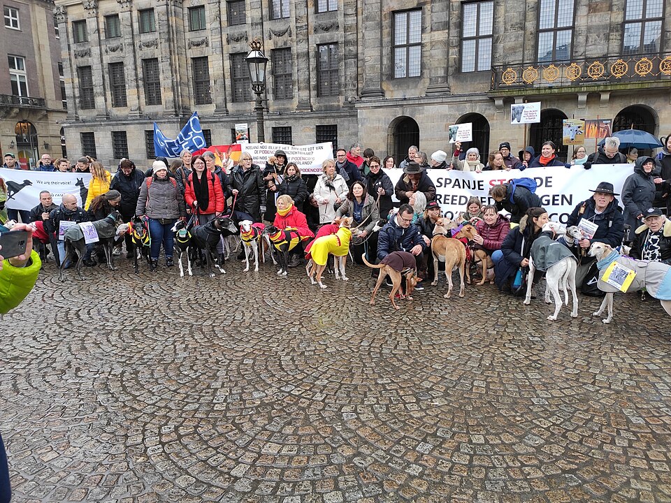 Lévrier espagnol — photo de la race de chien originaire de Espagne (4)