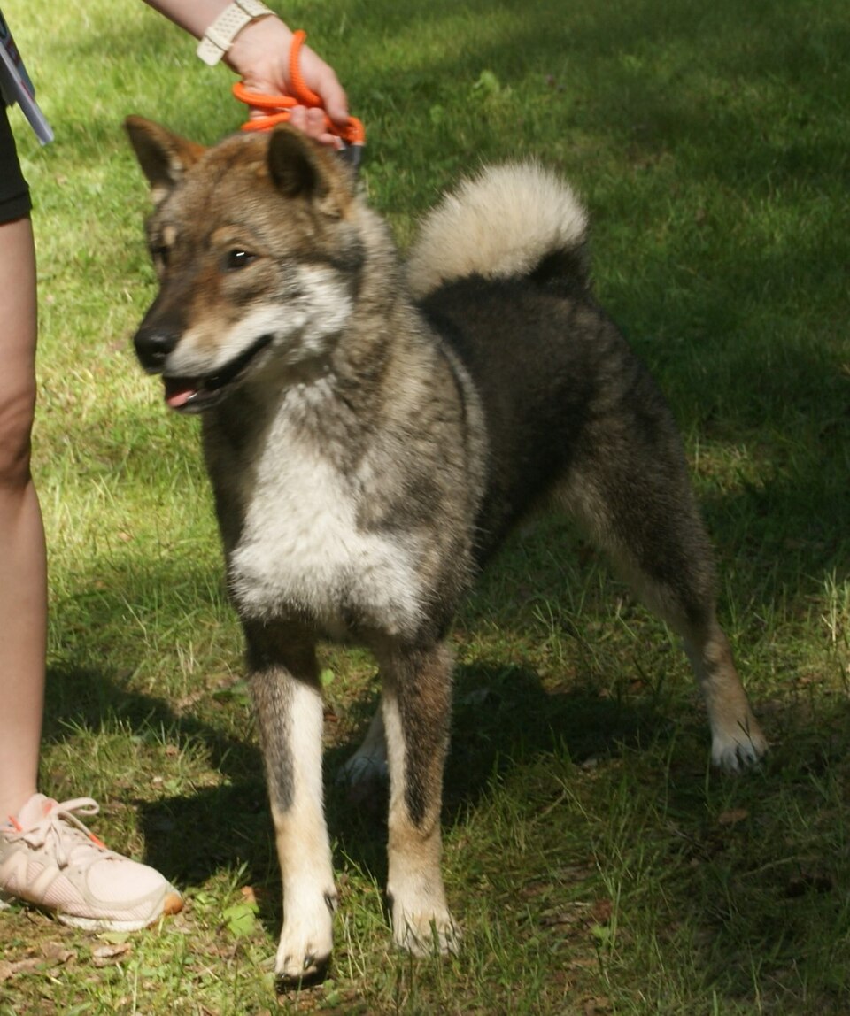Shikoku Ken — photo de la race de chien originaire de Japon (1)