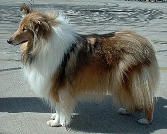 Colley à poil long – Collie rough