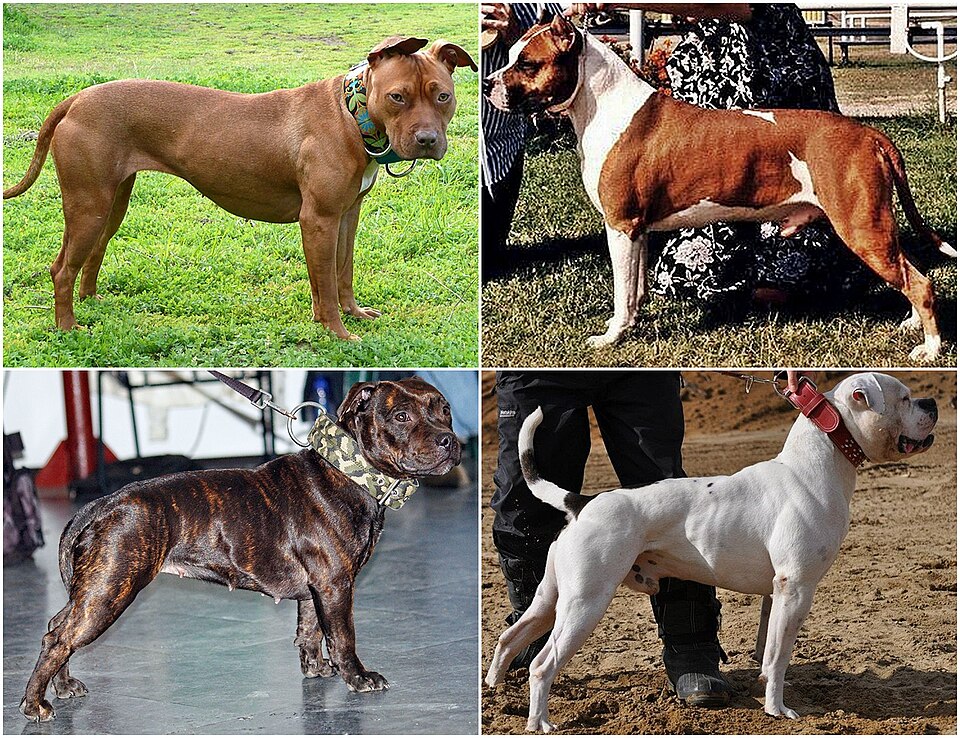 Bouledogue Américain — photo de la race de chien originaire de États-Unis (1)